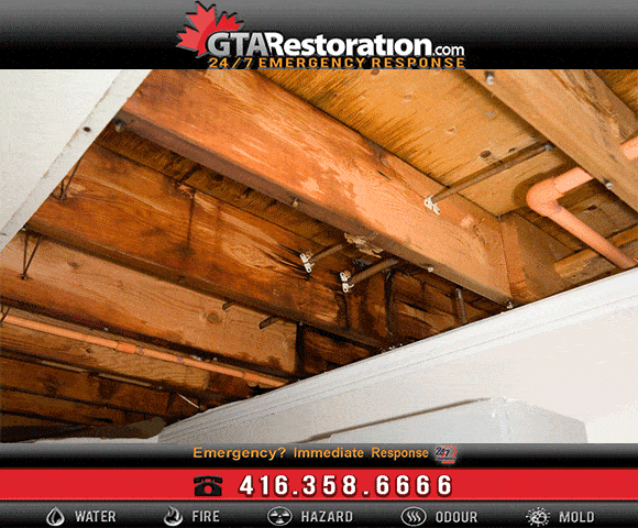 black mold removal